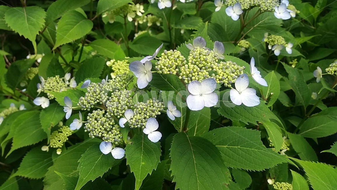 산수국,산책길,수국,숲길,산수국꽃,수국꽃