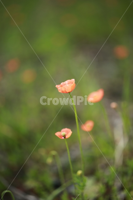 양귀비,꽃,꽃밭,야생화,들꽃,flower,식물,자연,plants,nature,꽃,flower