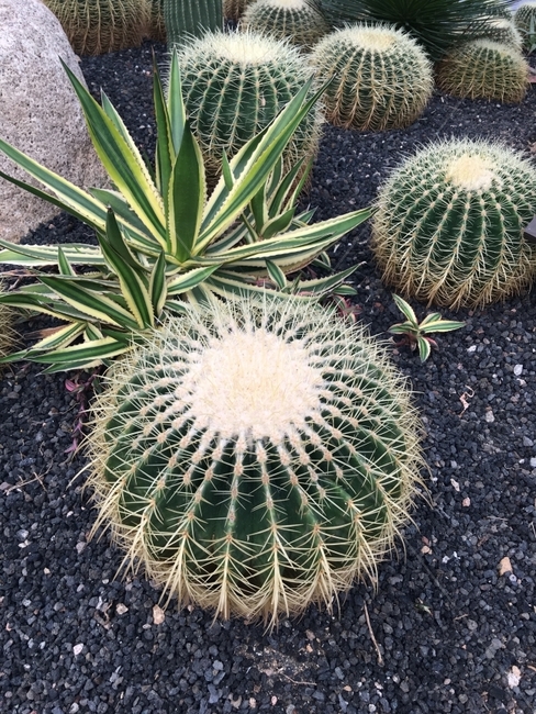 선인장,금호,선인장과,멕시코선인장,식물,잎,돌,자연,식물,자연,plants,nature
