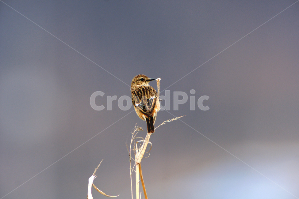 검은딱새,조류,철새,새,희귀철새,동물,animal,조류,새,birds