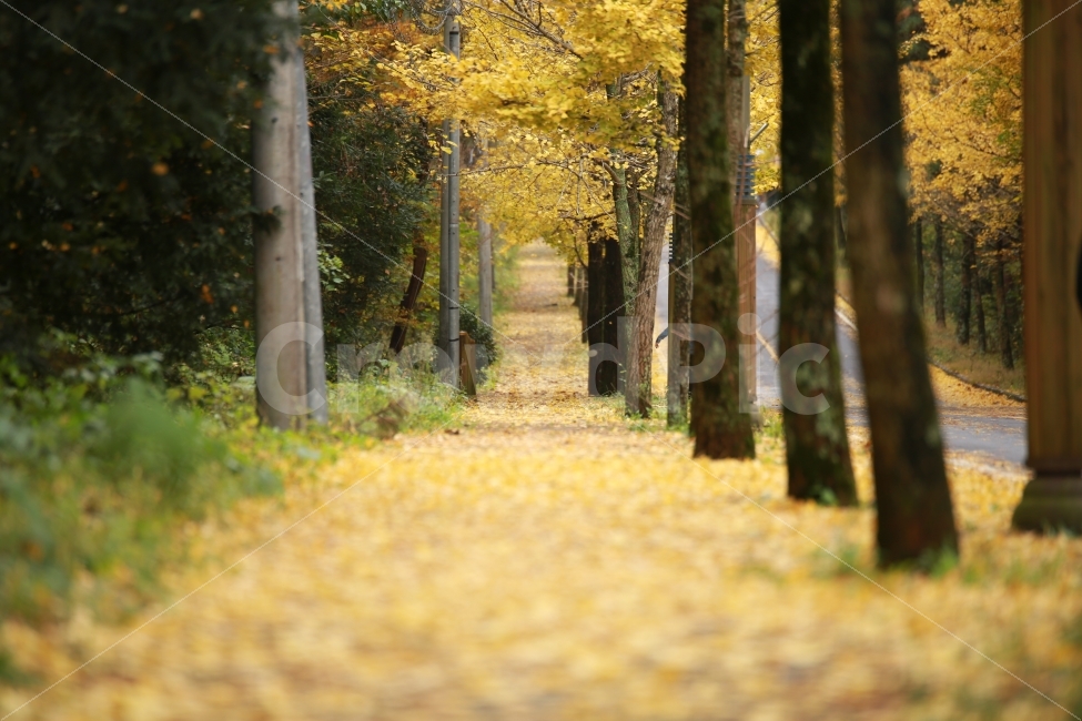 가을,은행나무,제주여행,은행나무길,풍경,노랑,옐로우,yellow,은행잎,은행나무잎,은행,제주대학교,제주도,데이트,노랑길,나무,길,감성,풍경사진,가을사진,감성사진,가을,계절,fall,autumn,season,자연,풍경,nature,landscape,식물,plants,나무,trees,wood,tree,plant,tree trunk,나무 줄기