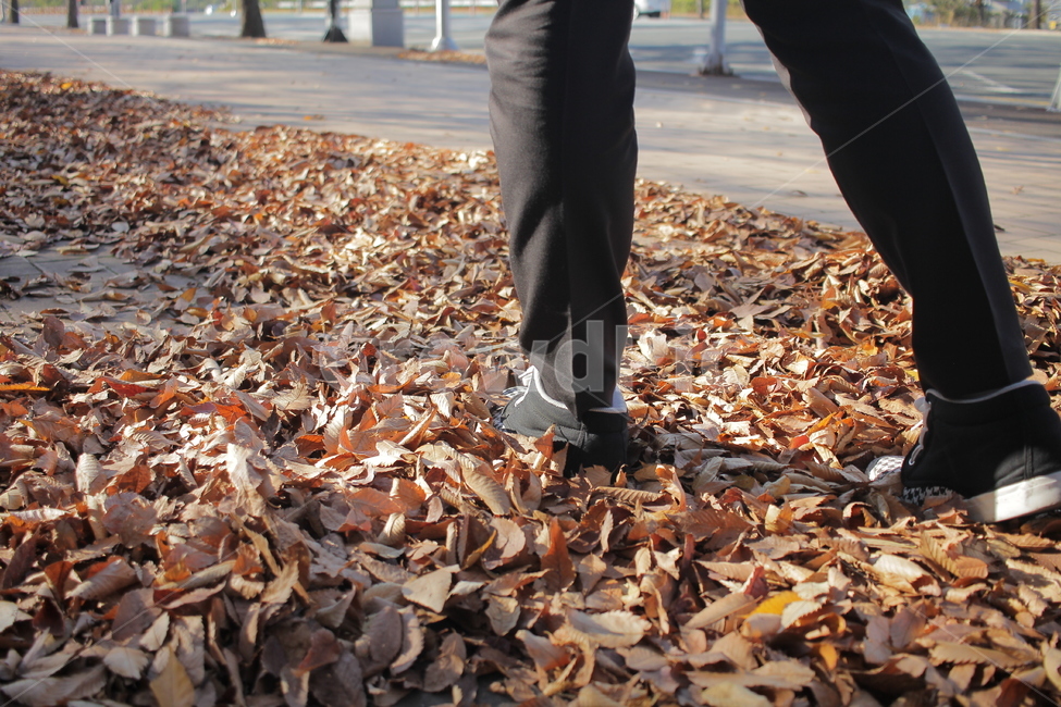 낙엽,단풍,가을,메이플,maple,fall,가을,계절,fall,autumn,season