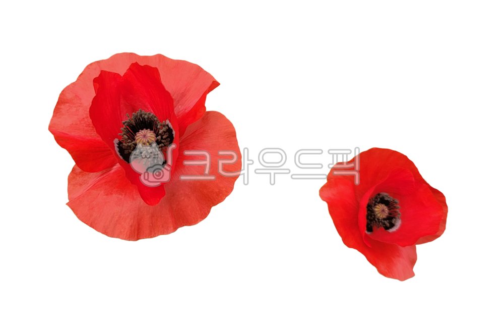 꽃잎,꽃송이,flower,꽃,poppy,양귀비,poppyflower,양귀비꽃,빨강,빨간,빨간색,빨간꽃