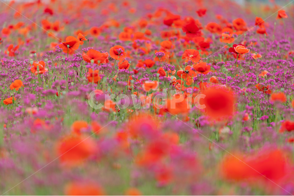 꽃,양귀비,풀,poppy,자연,flowers,natural,식물,자연,plants,nature,꽃,flower