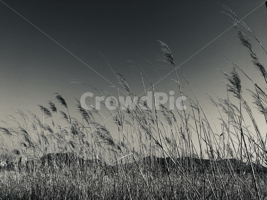 나무,nature,outdoors,옥외,feeling,흑백사진,흑백,tree,나뭇가지,공원,하늘,sky,plant,grass,lawn,잔디,reed,갈대,흑백,모노톤,monochrome,black and white
