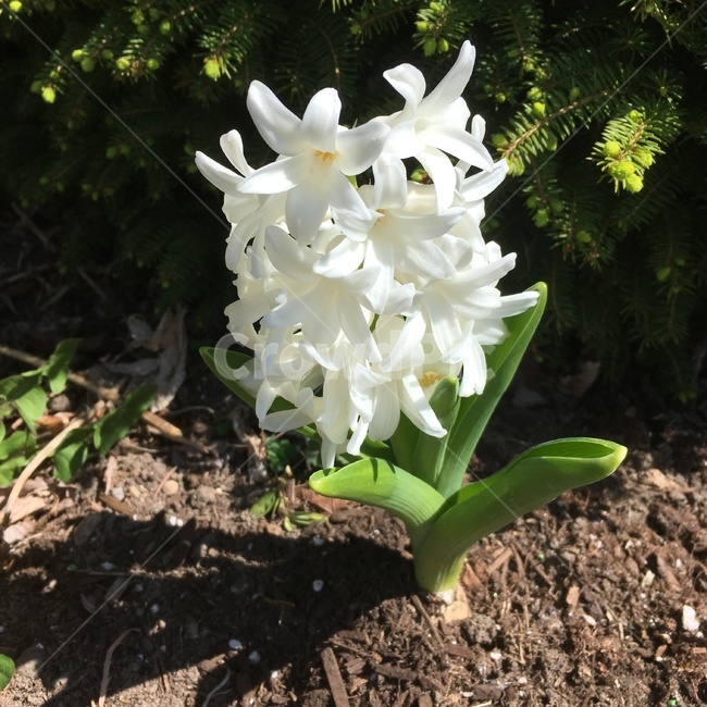 꽃,흰색,식물,flower,white,식물,자연,plants,nature,꽃,flower