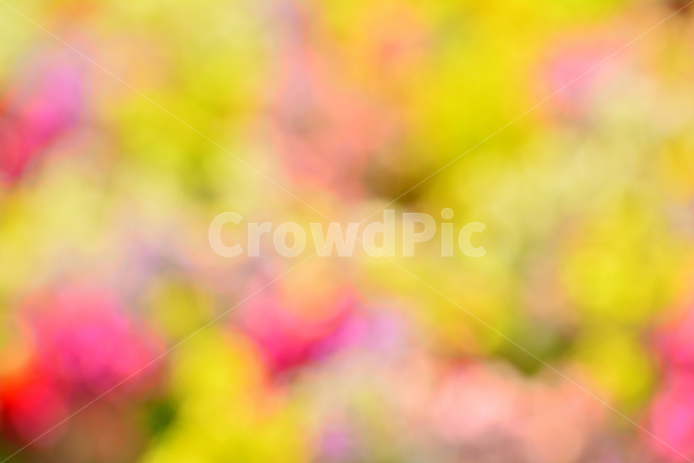 봄,봄이미지,꽃,봄꽃,배경,바탕화면,백그라운드,아웃포커스,배경화면,색감,칼라풀,colorful,flowers,background,몽환적,dreamy,꿈,아름다운,뷰티풀,카다로그,광고,디자인소스,그래픽소스,beautifulcolor,채도,색상,pink,분홍색,파스텔톤,노랑,보라,퍼플,purple,violet,yellow,red,빨강,녹색,그린,감성,필,느낌,feeling,emotion,sensibility,봄,계절,spring,season,감성,sensible,feeling,색깔,색상,색채,색감,color sense,color sensitivity,feeling of color