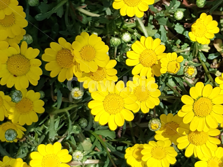 꽃,봄,화단,길가꽃,flower,꽃배경,예쁜꽃,노란꽃
