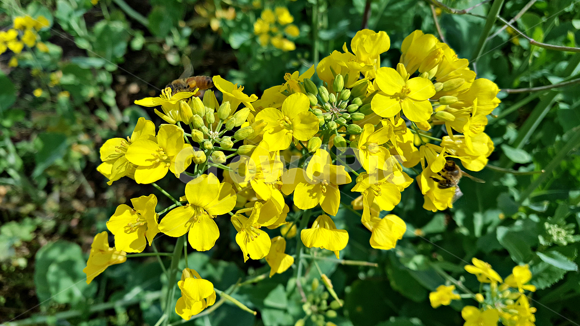 유채꽃,꽃,flower,식물,plant