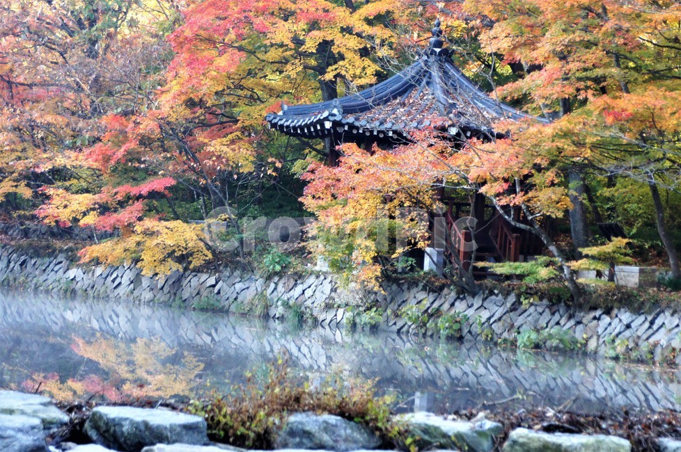 가을,단풍,자연,나무,식물,저수지,그림자,정자,산속,autumn,season,trees,nature,풍경,자연풍경,감성,emotion,안개,가을,계절,fall,autumn,season,tree,plant