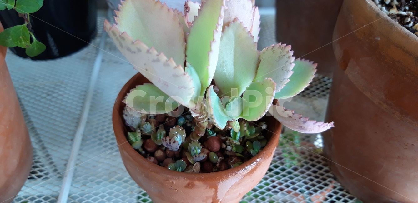 화초,화분,식물,이름모를식물,톱니잎,plant
