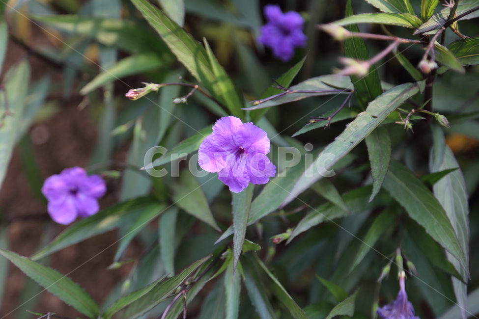 꽃,식물,봄꽃,flower,나팔꽃