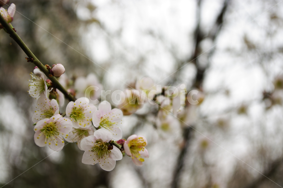 꽃,flower,매화,봄,spring,계절,식물,plant,자연,nature,식물,자연,plants,nature,꽃,flower