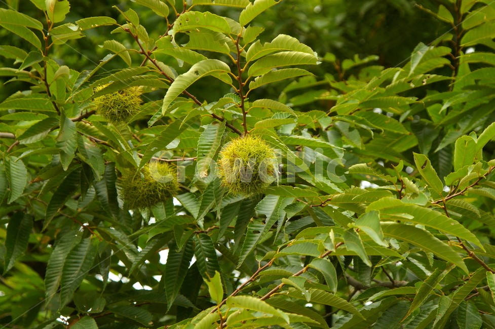 leaf,잎,plant,식물,밤,밤나무,밤송이
