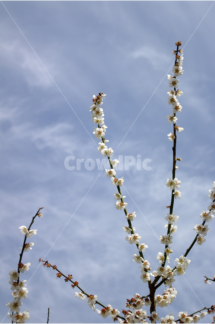매화,나무,하늘,파란하늘,꽃봉오리,봄,봄날,봄풍경,봄꽃,감성,spring,flower,봄길,산책,봄나들이,식물,꽃,봄,계절,spring,season,식물,자연,plants,nature,꽃,flower,flare,플레어,light,빛,plant