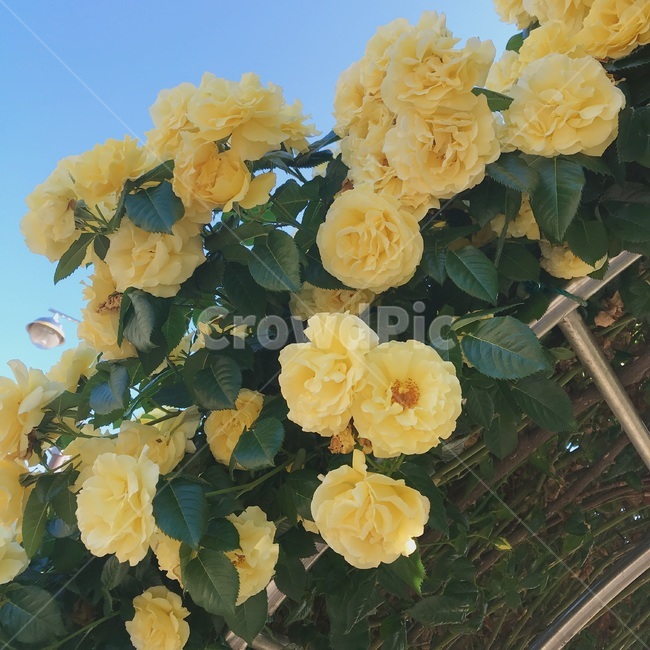 장미,꽃,축제,페스티발,노란장미,식물,자연,plants,nature,꽃,flower