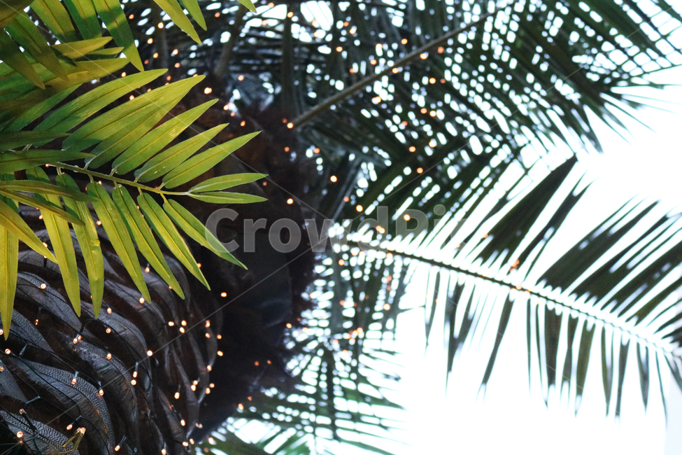 야자수,나무,나뭇잎,palmtree,palm,tree,leaf,식물,자연,plants,nature