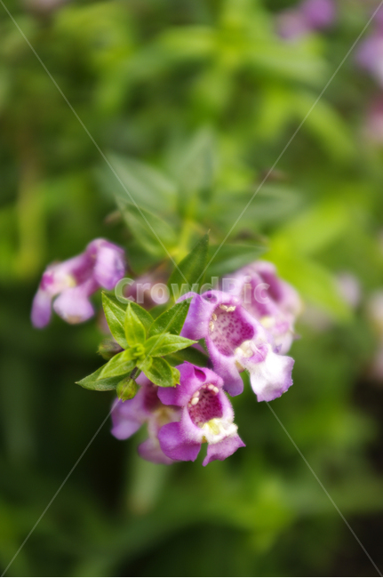 꽃,식물,flower,plant,안젤로니아,식물,자연,plants,nature,꽃,flower