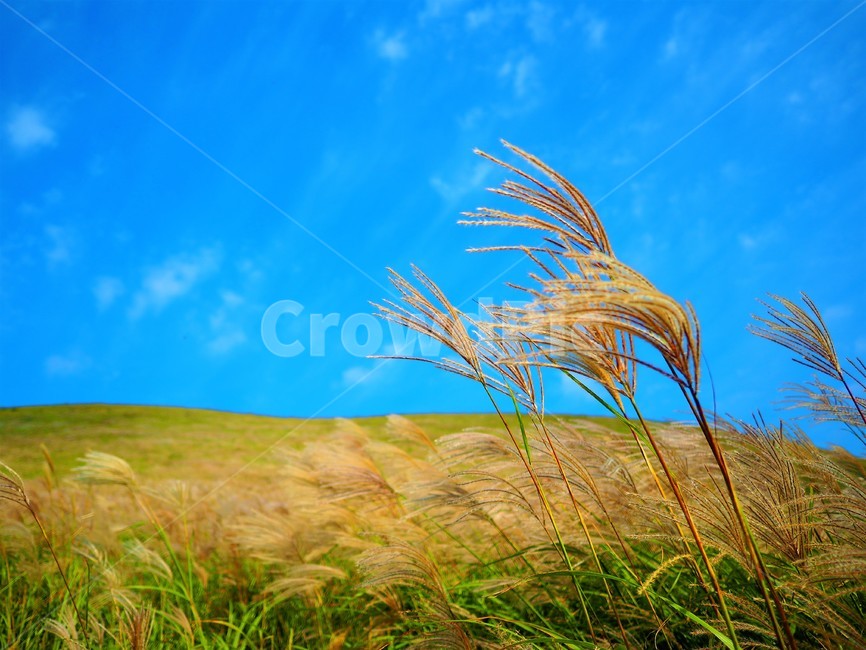 억세풀,가을,가을하늘,언덕,억세,자연,가을,계절,fall,autumn,season,grass,잔디,plant,식물,lawn,reed,갈대