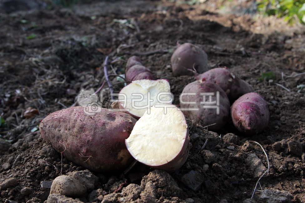 chestnut sweet potato,sweet potato stem,sweet potato,Sweet potato farming,Sweet Potato Harvest,plant,sweet potato field,vegetable,food