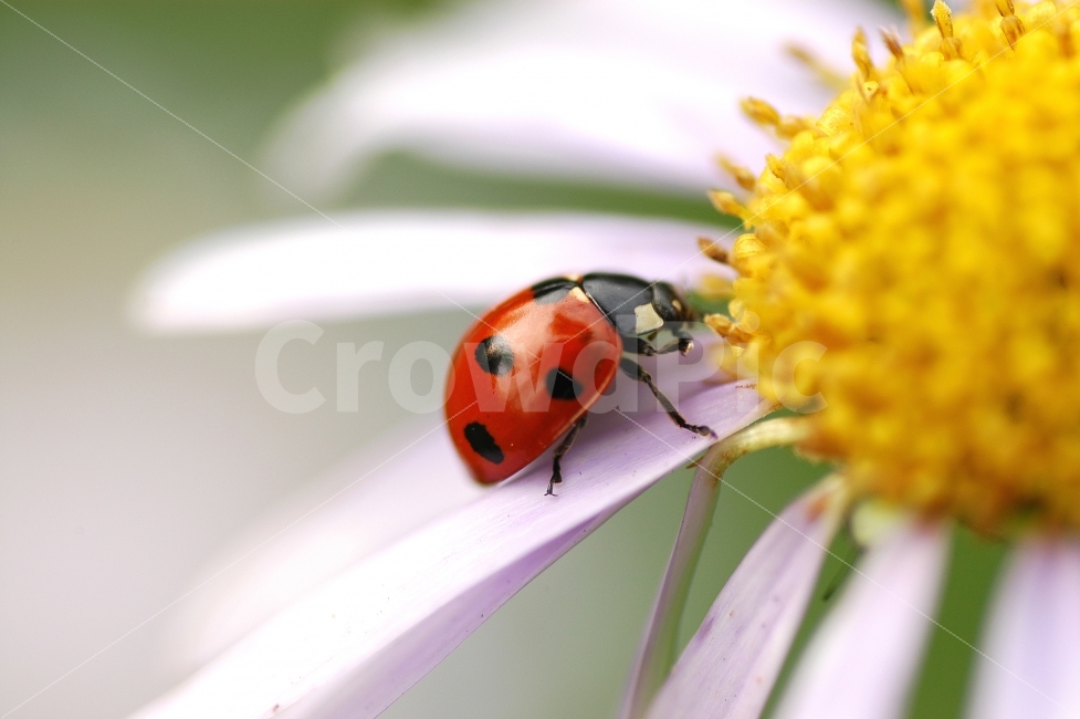 egg flower,color,nature,ladybug,flower,Gamancho,bug,background,plant,insect,colorful