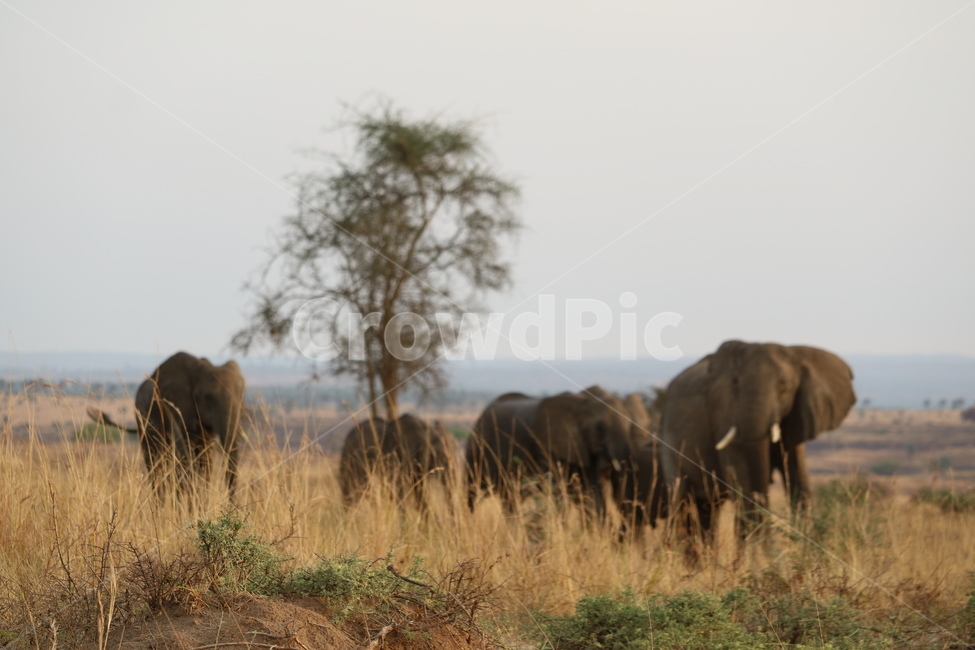 아프리카,사파리,자연,코끼리,코끼리가족,africa,safari,동물,animal,포유류,mammal