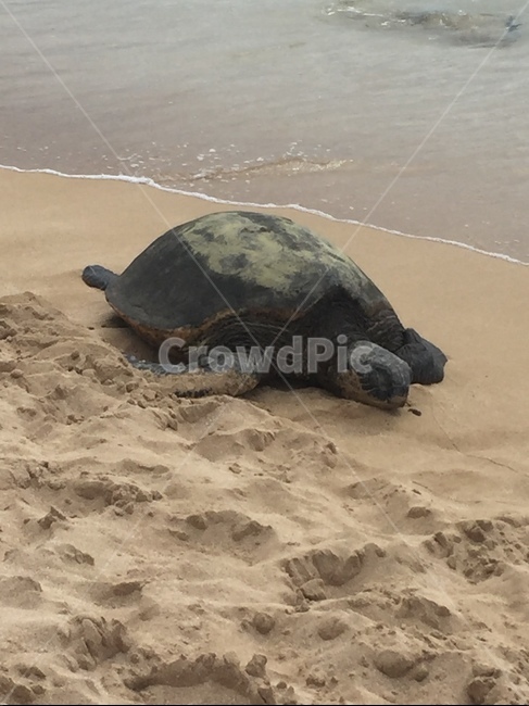 하와이,바다거북,하와이바다거북,하와이바다,하와이해변,해변,바다,beach,sea,동물,animal,파충류,양서류,reptile,amphibian