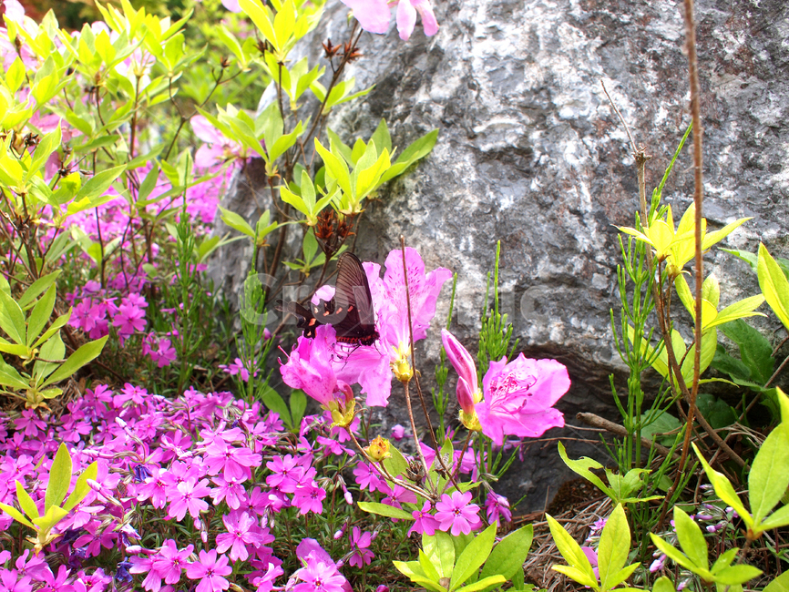 나비,butterfly,flowerhoney,곤충,blossom,꽃,flower,plant,식물,진달래,철쭉,봄꽃,봄,azalea,spring,springflowers