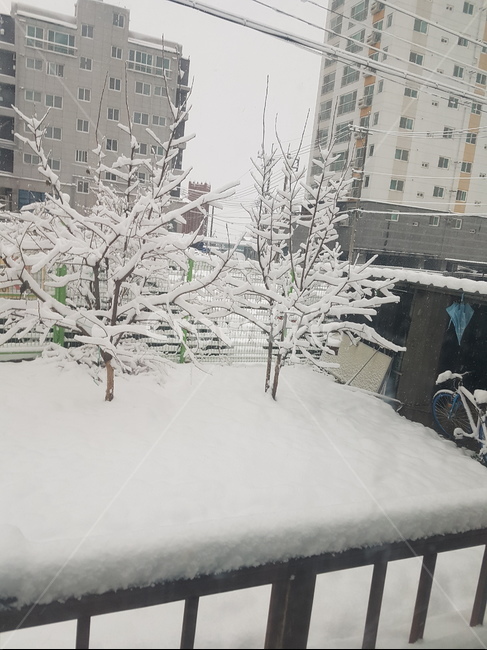 눈,집앞,낭만,쓸쓸,하얀,겨울,계절,winter,season