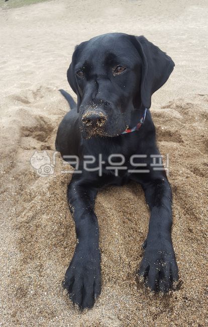 dog,개,래브라도리트리버,animal,pet,애완동물
