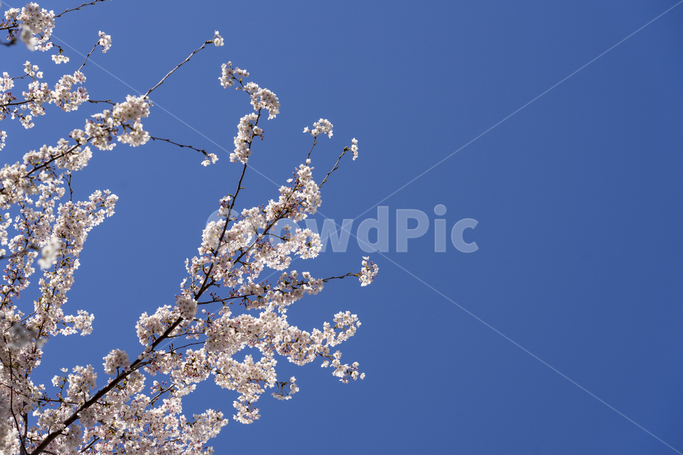 벚꽃,봄,꽃,식물,나무,하늘,blossom,plant