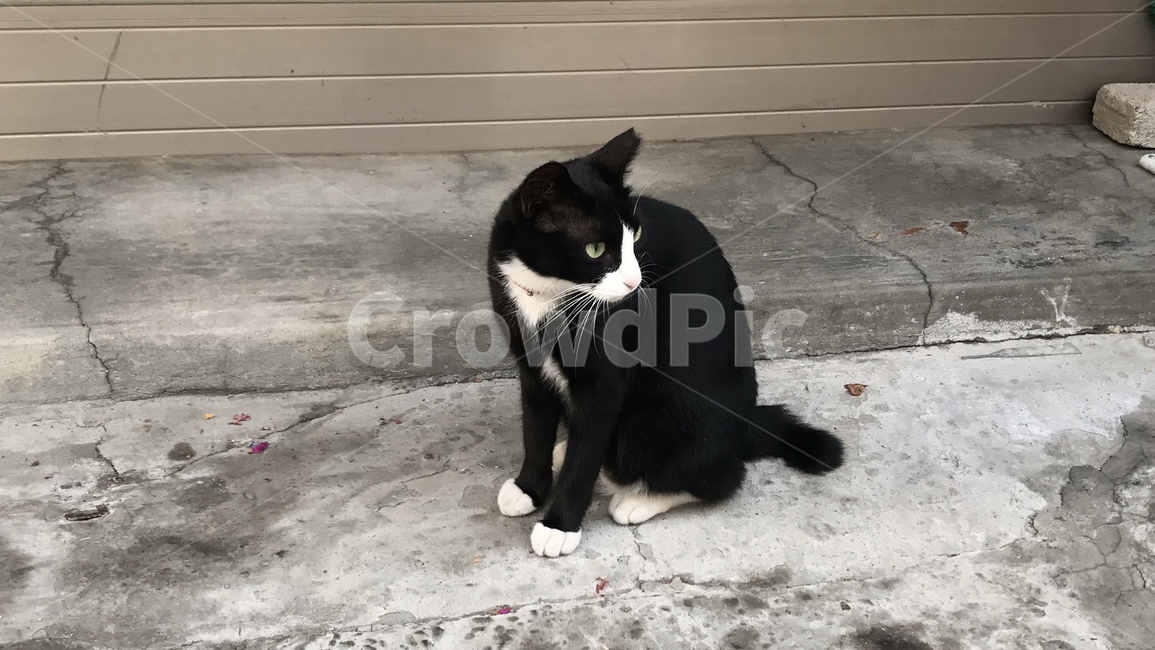 검은고양이,네코,길냥이,길고양이,동네고양이,cat,고양이,animal,동물,mammal,포유류,pet,애완동물,반려동물