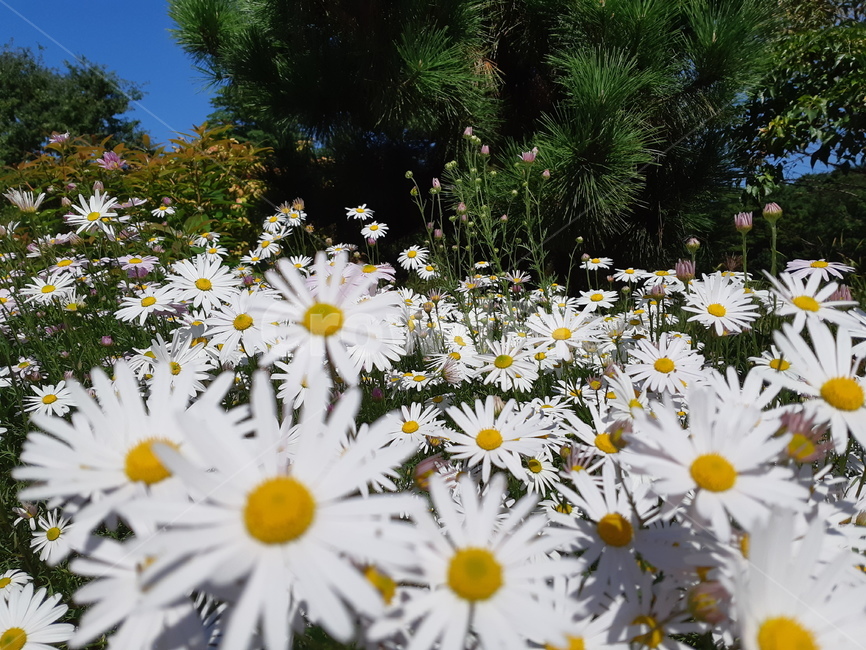 plant,식물,꽃,flower,접사,식물,자연,plants,nature,꽃,flower