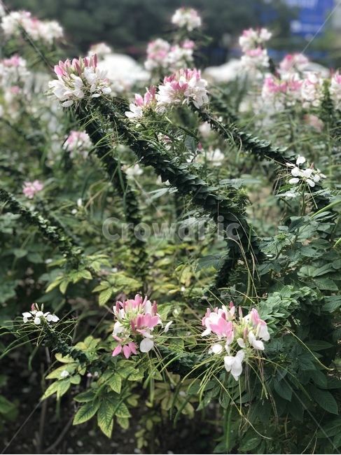 꽃,들꽃,분홍색,꽃나무,초록,야생화,아름다움,식물,자연,plants,nature,꽃,flower