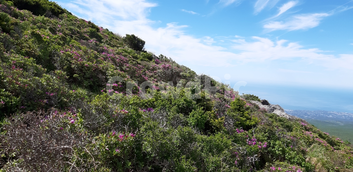 제주도,한라산,영실코스,진달래능선,털진달래