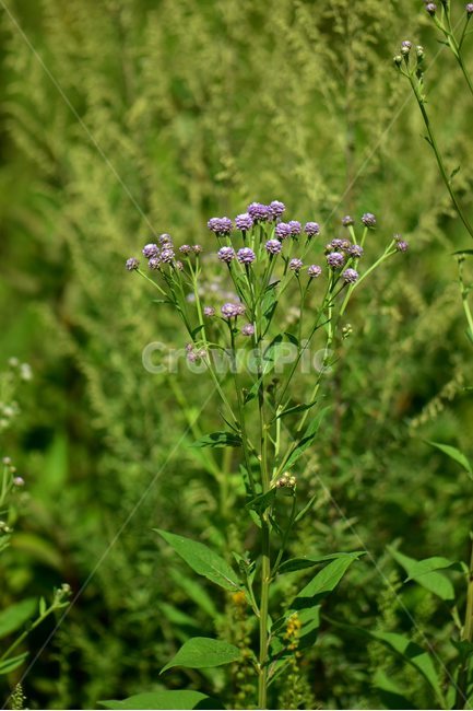 각시취,야생화,식물,자연,꽃,생태,힐링,플라워,wildflower,flower,plants,nature,season,감성,느낌,emotion,feeling,여름,초롱꽃목,국화과,취나물속,식물,자연,plants,nature,꽃,flower