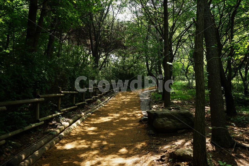 forest,trail,tree,nature,숲,자연,나무,길,그늘,힐링,휴식,시원함,고요함,healing,relaxation,cool,calm,forestbathing,freshness,자연,풍경,nature,landscape,boardwalk,산책로,building,건물,bridge,다리