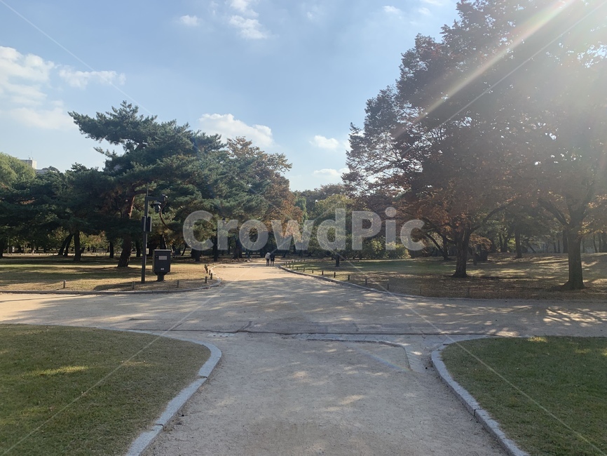 식물,나무,자연,plant,풍경,산책로,산책길,tree,흙길,road,light,빛