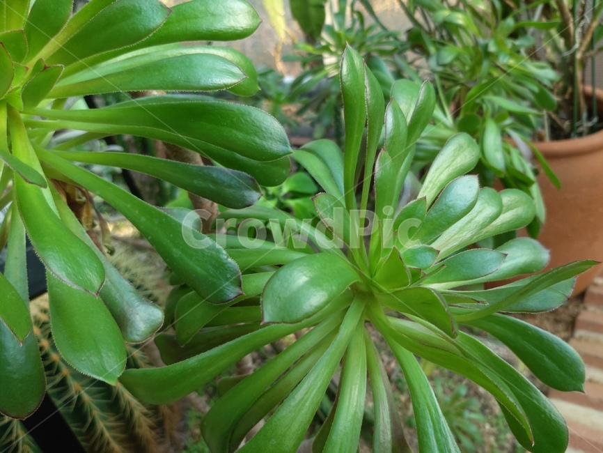 plant,식물,leaf,잎,식물원,식물,자연,plants,nature