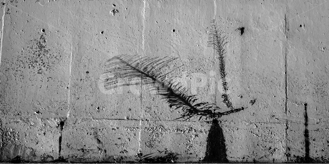 담,콘크리트,담장,식물,그림자,식물,자연,plants,nature,흑백,모노톤,monochrome,black and white