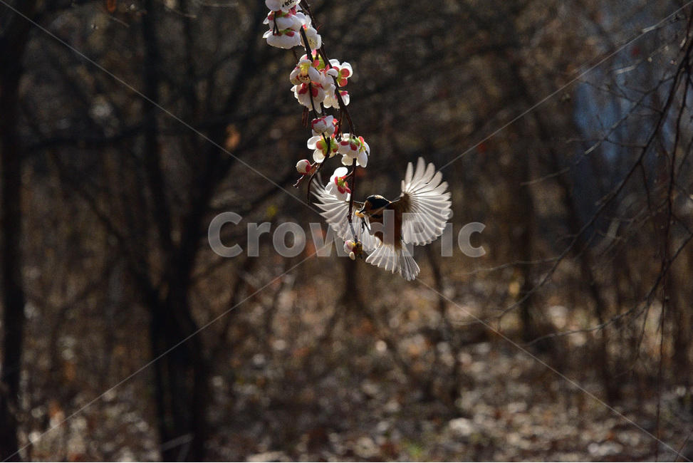 곤줄박이,새,조류,박새과,곤줄매기,텃새,동물,animal,조류,새,birds
