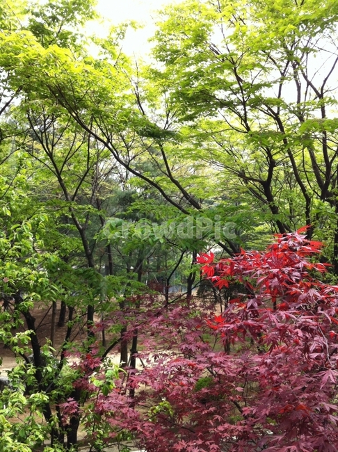 경치,등산,나무,낙엽,가을,가을,계절,fall,autumn,season,자연,풍경,nature,landscape,식물,plants,나무,trees,wood,tree,plant