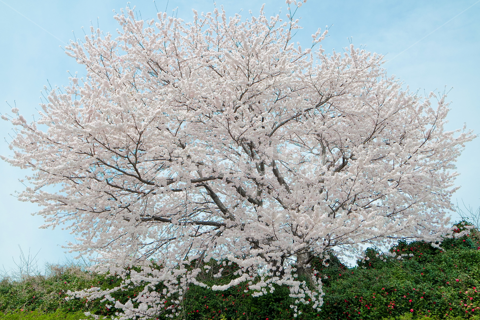 왕벚꽃,벚꽃나무,봄,벚꽃,꽃나무,봄,계절,spring,season,식물,자연,plants,nature,꽃,flower,나무,trees,wood,plant,blossom
