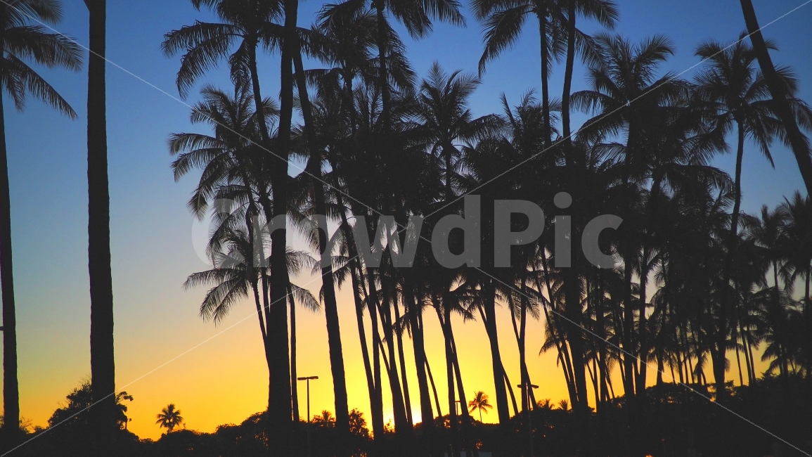하와이,야자수,하늘,바다,자연,sea,tree,자연,풍경,nature,landscape,해외,외국,세계,foreign,oversea,world,silhouette,실루엣,outdoors,옥외