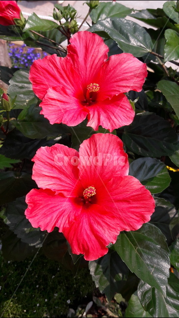 무궁화,꽃,빨강,일산,고양국제꽃박람회,식물,자연,plants,nature,꽃,flower
