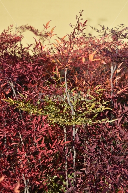 식물,빨강,초록,나무,나뭇잎,식물,자연,plants,nature