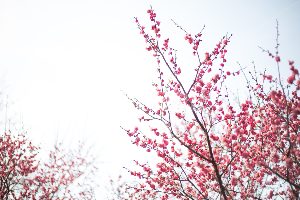 홍매화,중외공원,매화,매화꽃,봄꽃,분홍꽃,봄,계절,spring,season,식물,자연,plants,nature,꽃,flower,plant,blossom
