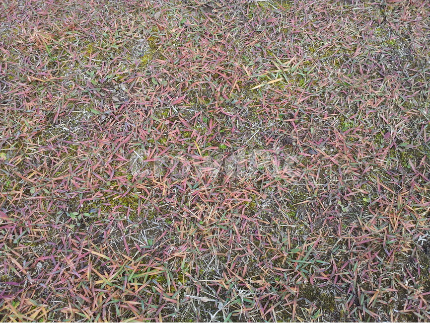 풀,식물,자연,땅,조경,잔디,식물,자연,plants,nature