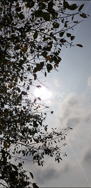하늘,나무,가을,sky,햇살
