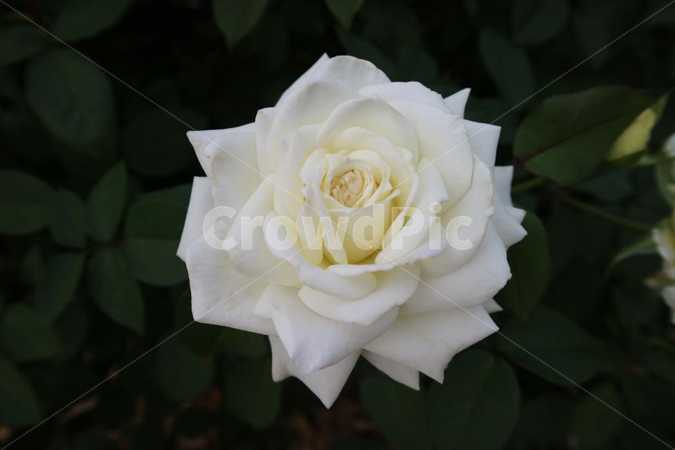 blossom,꽃,rose,장미,plant,식물,flower,white,하얀장미,식물,자연,plants,nature,꽃,flower